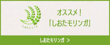 オススメ！「しおたモリンガ」